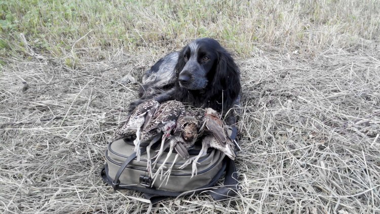 Русский охотничий спаниель стойка