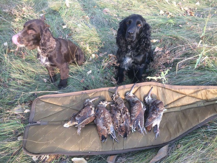 Русский охотничий спаниель ружьем