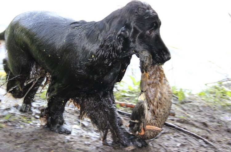 Охотничьи собаки маленькие на уток похожие на спаниеля