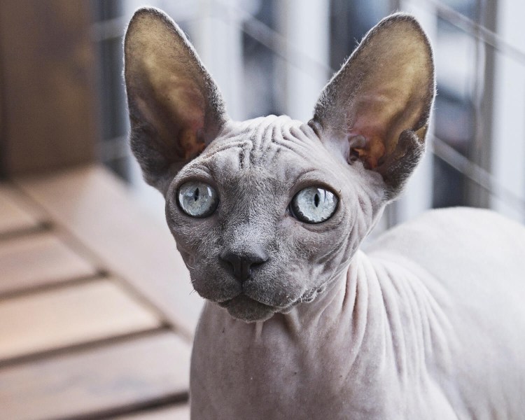 Канадский сфинкс и Петерболд