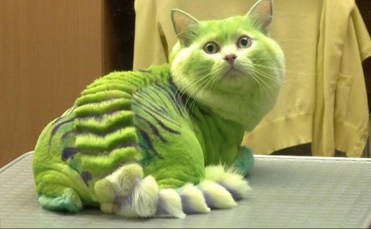 Салатовый кот