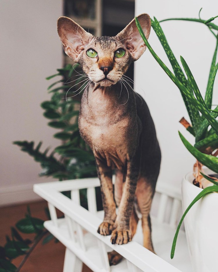 Необычные породы кошек