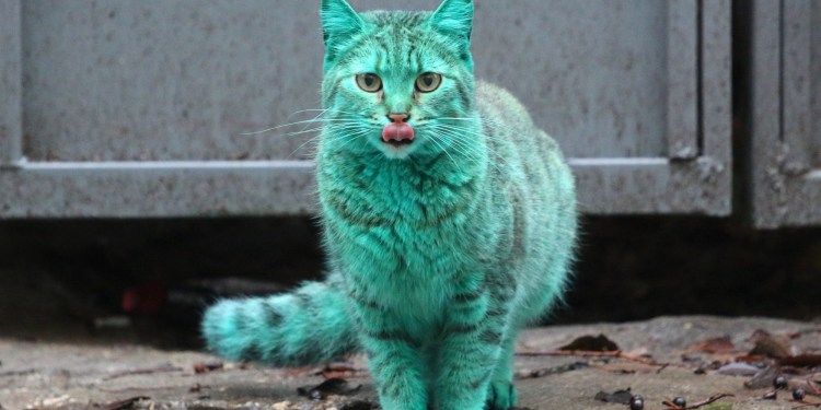 Болгарская кошка