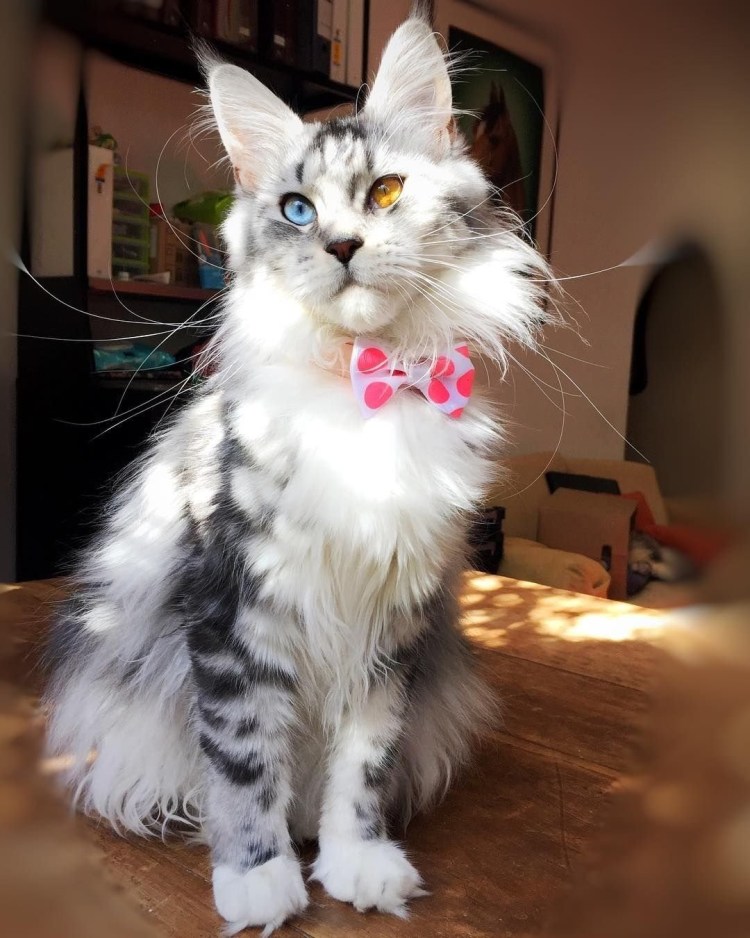 Рэгдолл и Мейн кун