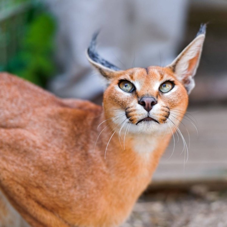 Кошки породы каракал