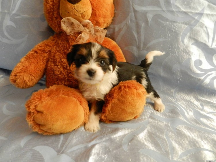 Собаки которые не линяют