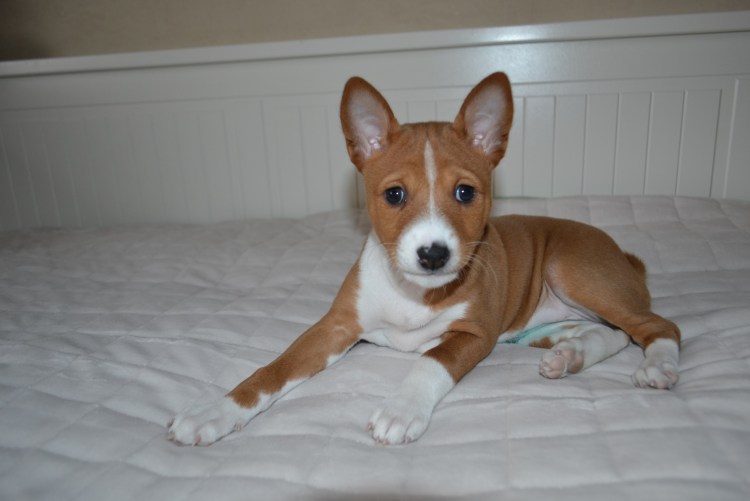 Басенджи собаки для аллергиков