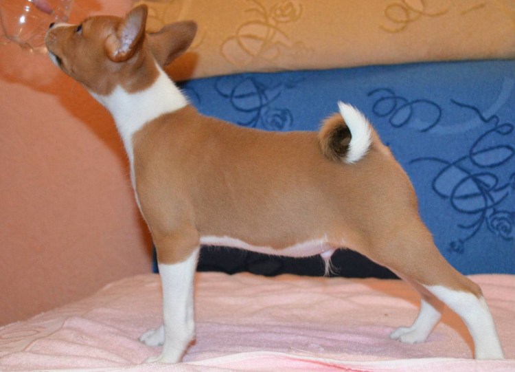 Собаки которые не линяют басенджи