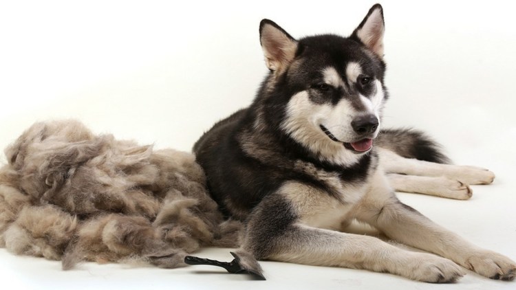 Собака линяет