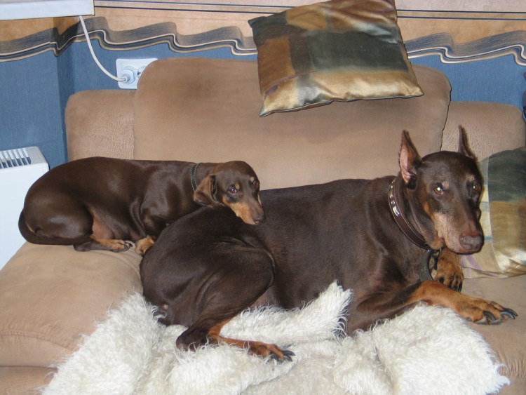 Такса Доберман и пинчер