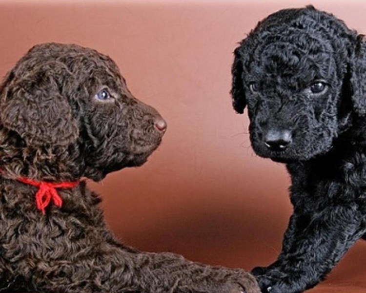 Лабрадор Кёрли