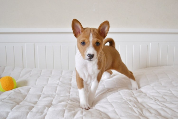 Африканская нелающая собака басенджи гипоаллергенный