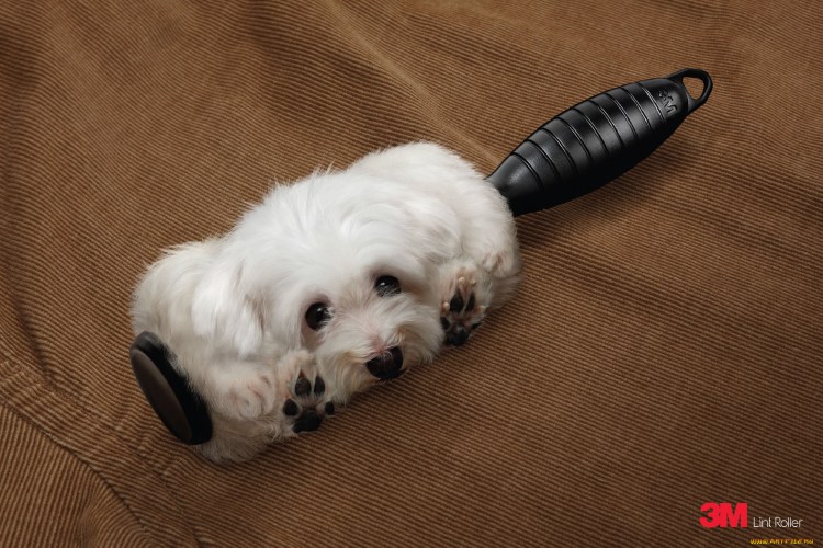 Ролики про собачью шерсть