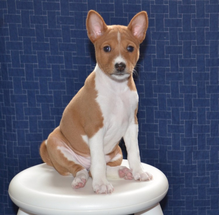 Терьер нелиняющий