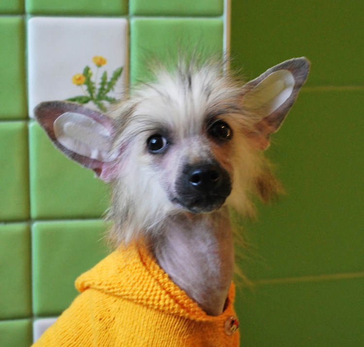 Породы собак без линьки и запаха