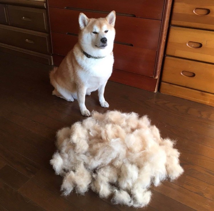 Сиба ину шерсть