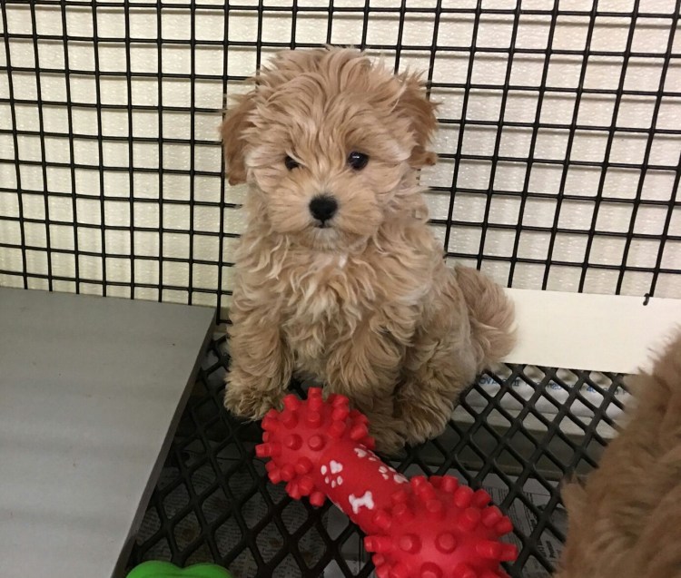 Пушистые собаки которые не линяют