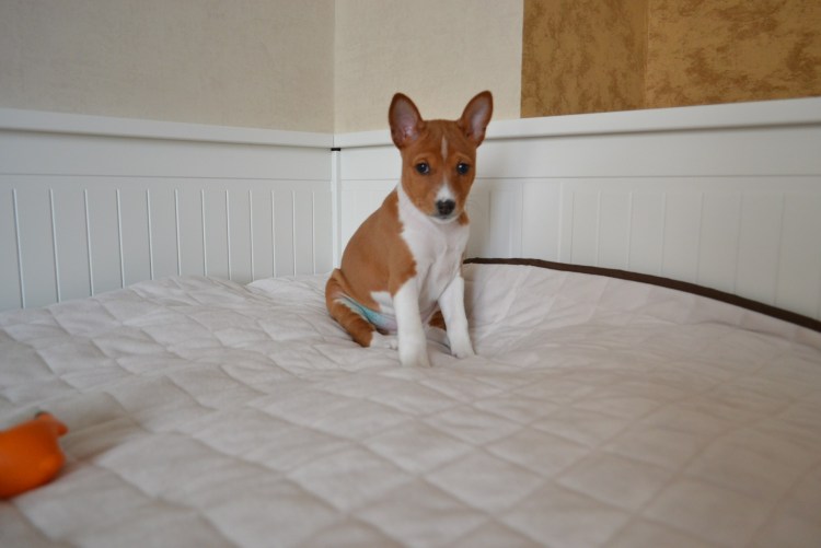 Собаки которые для квартиры