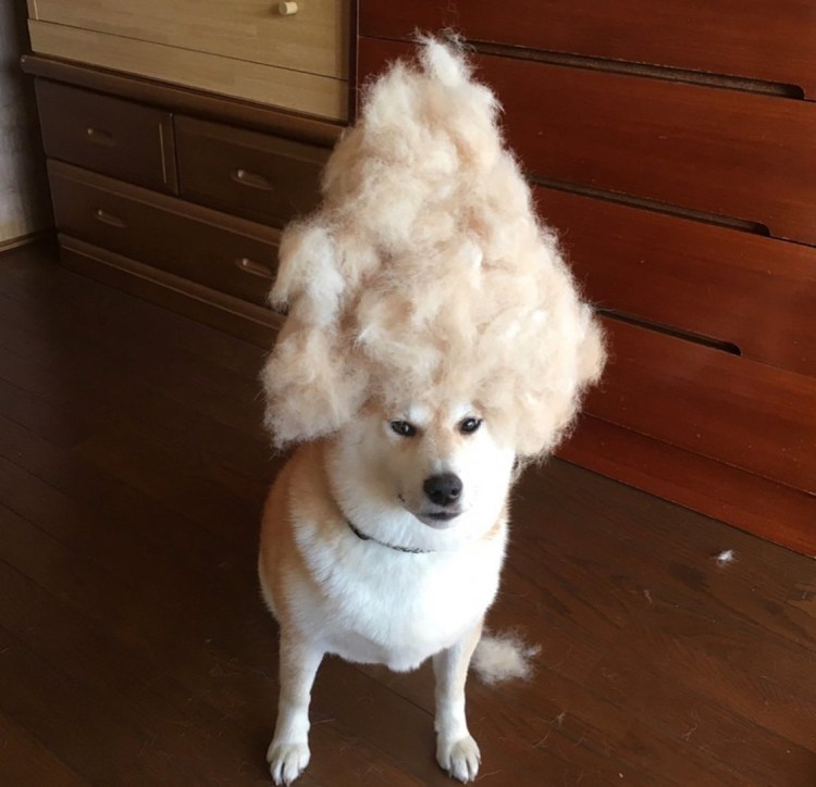 Собака линяет