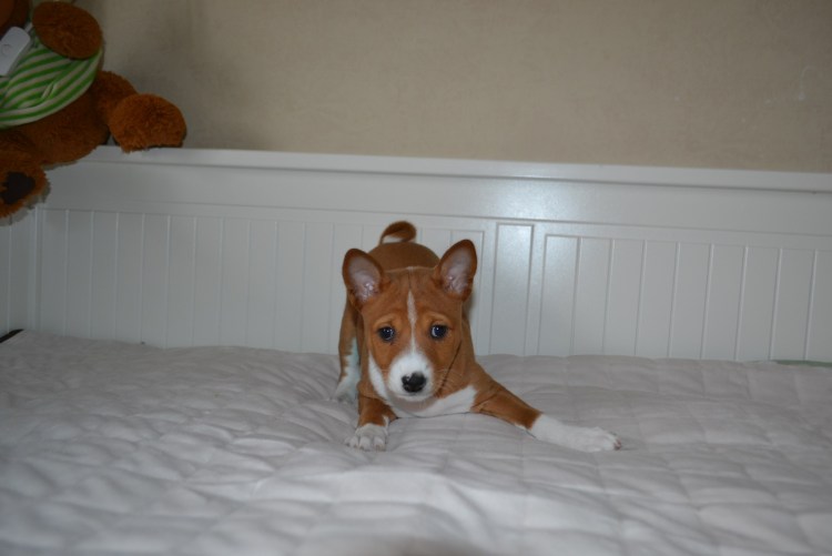 Собаки которые не линяют и не пахнут