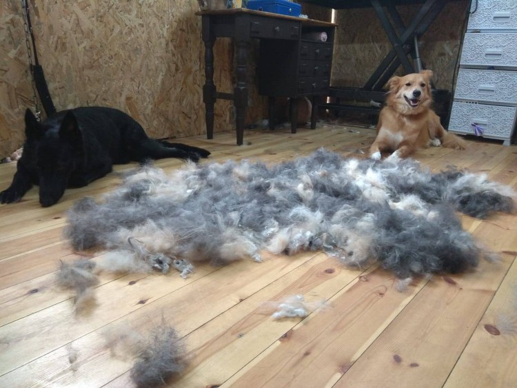 Собака линяет