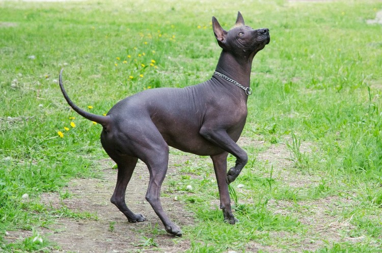 Ксолоитцкуинтли и басенджи