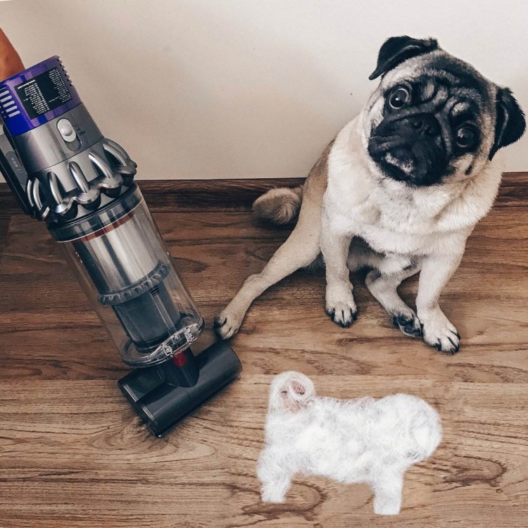 Собаки, которые сильно линяют