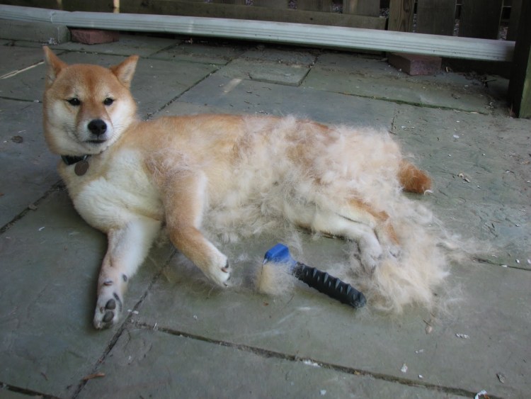 Сиба ину вычесывание