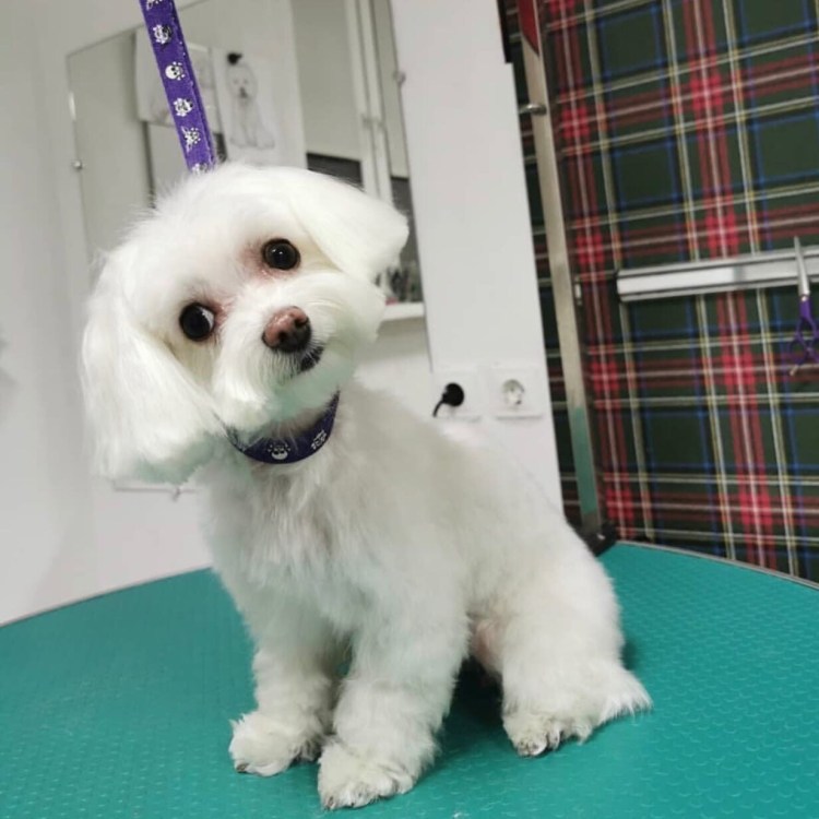 Нелиняющие породы собак