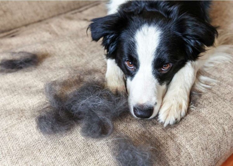 Линька у собак картинки