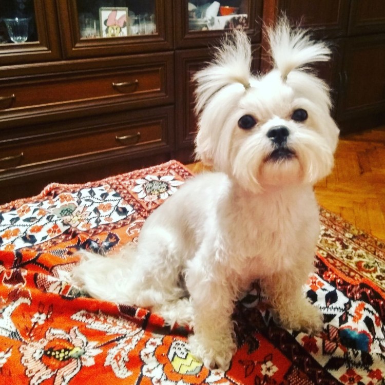 Мальтийская болонка линяет