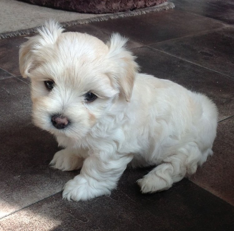 Терьер гипоаллергенный болонка