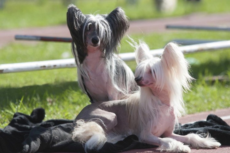 Китайская хохлатая гипоаллергенная