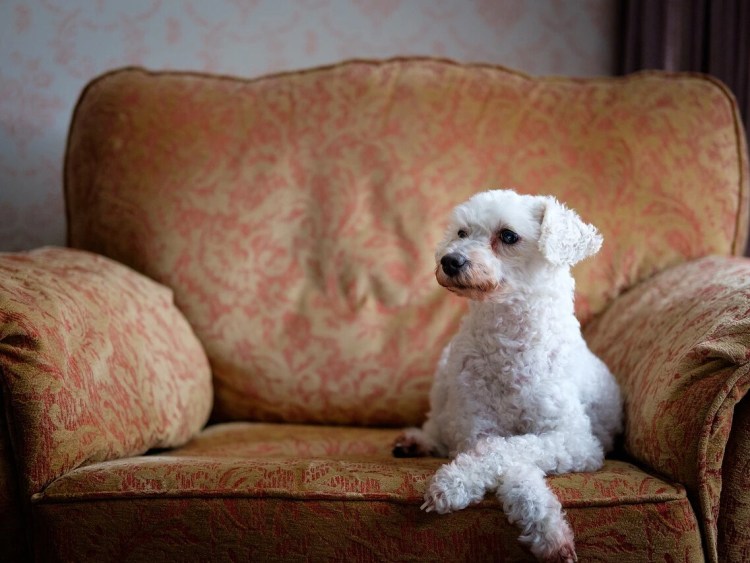 Собака табуретка порода