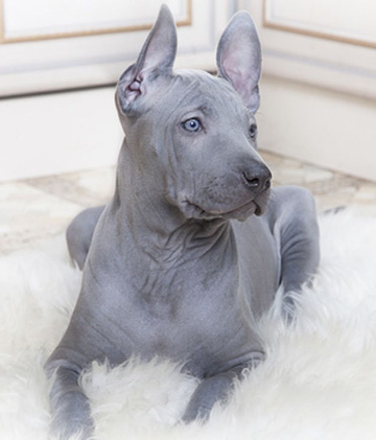 Серая лысая собака