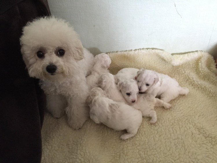 Бишон фризе и Вест хайленд