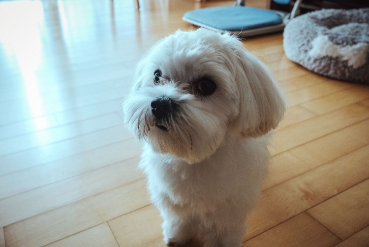 Арчи болонка