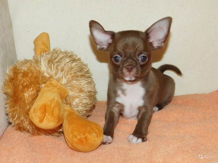Чихуахуа окрас Соболь шоколадный