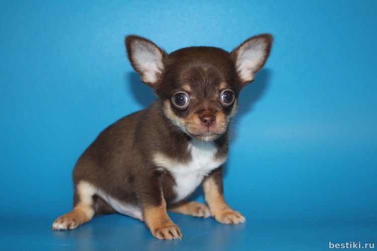 Шоколадно соболиный чихуахуа