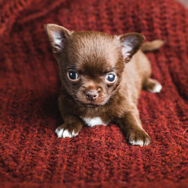 Чихуахуа соболиный Триколор