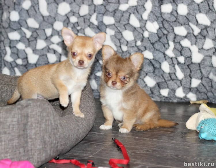 Шоколадно соболиный чихуахуа