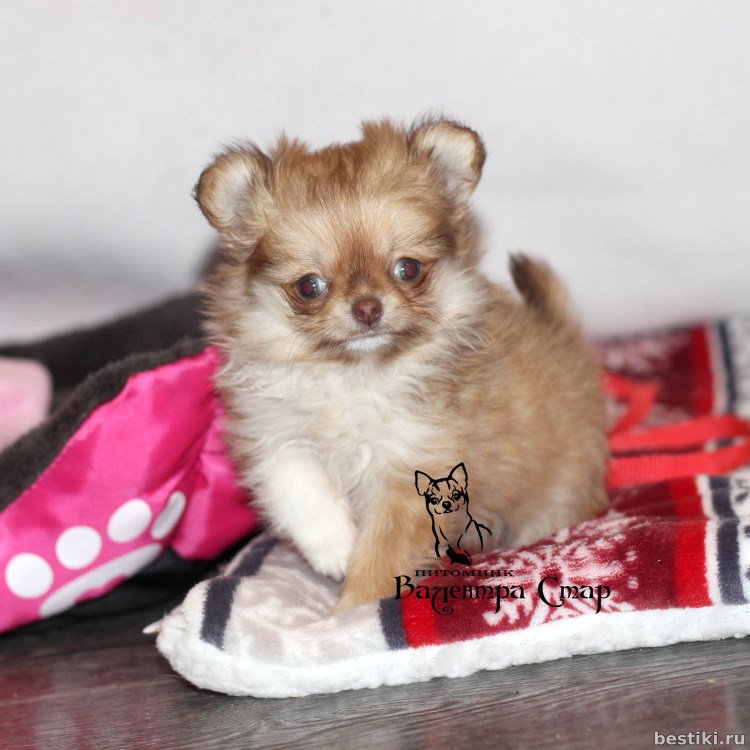 Чихуахуа рыжий Соболь