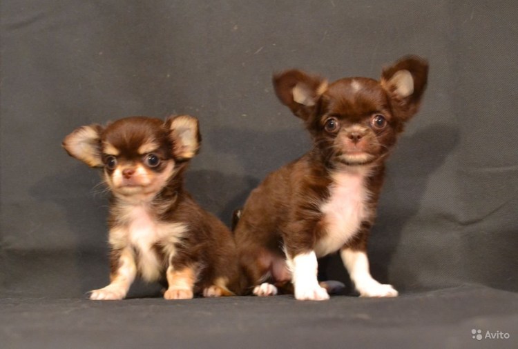 Шоколадный Соболь чихуахуа