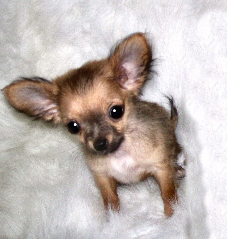 Чихуахуа на полу