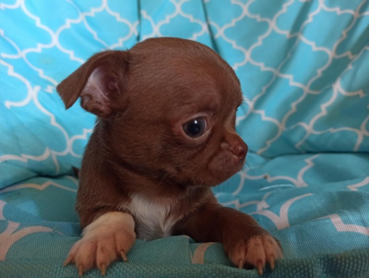 Чихуахуа рыже соболиный