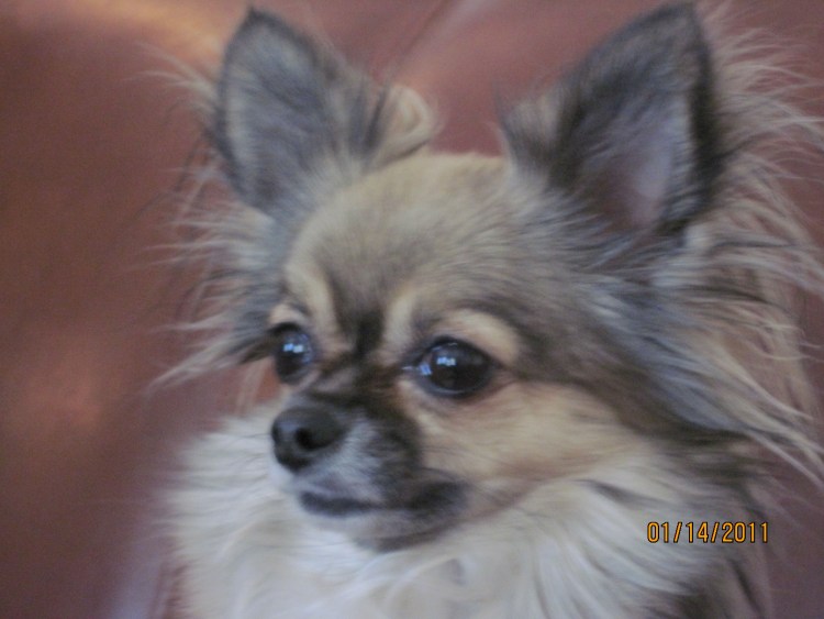 Чау Хуа длинношерстная