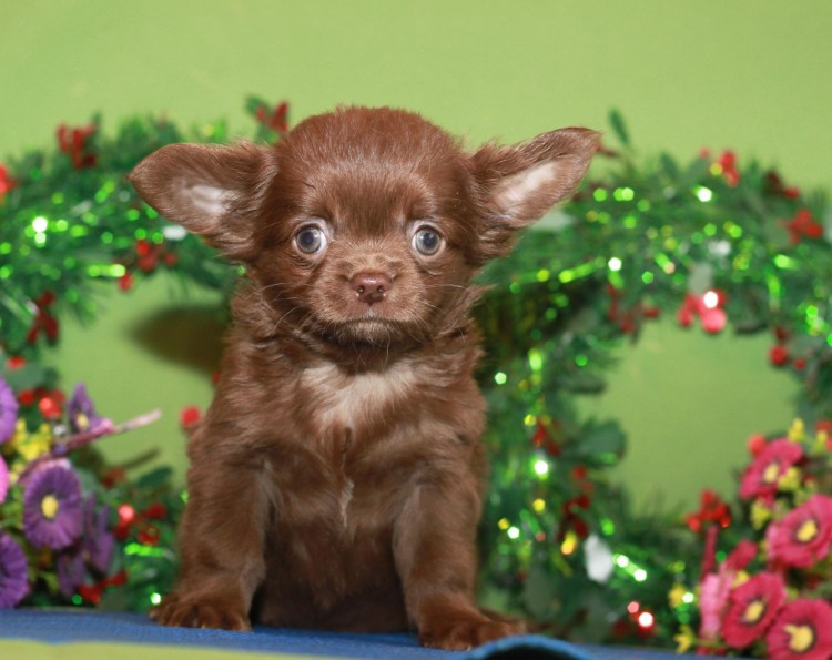 Щенки шоколадного окраса чишки