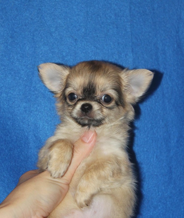 Новорожденные щенки чихуахуа