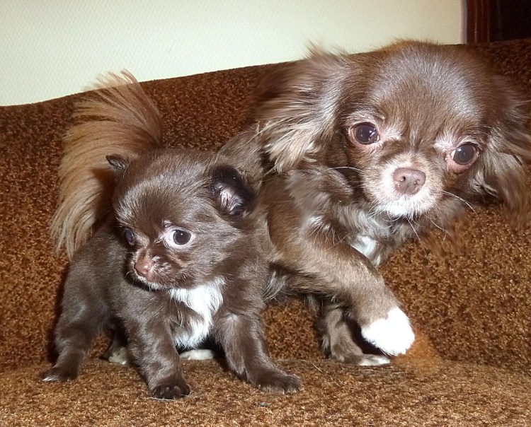 Аляскинский маламут коричневый щенок