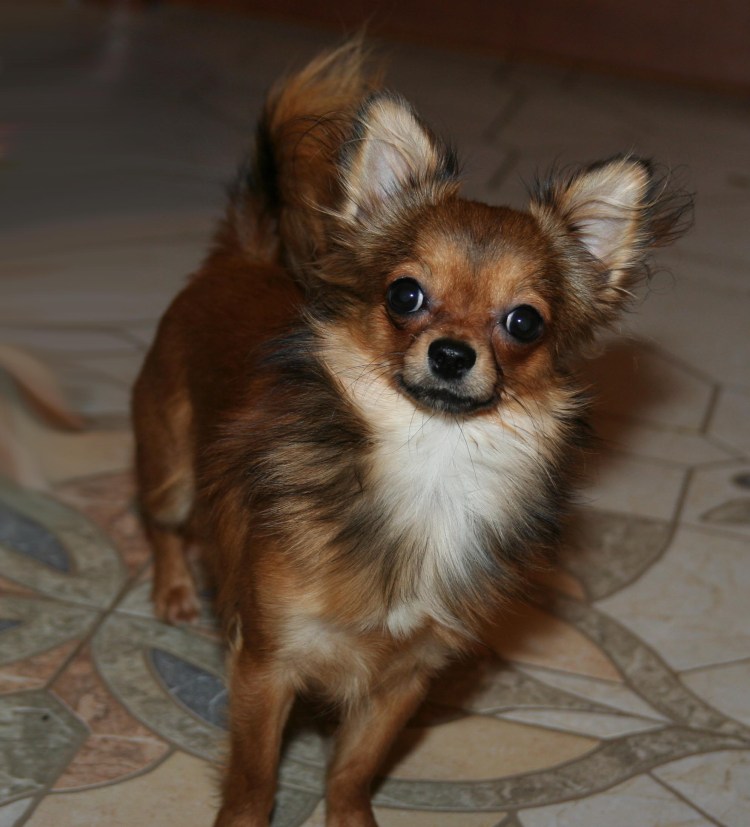 Чихуахуа шоколадного окраса